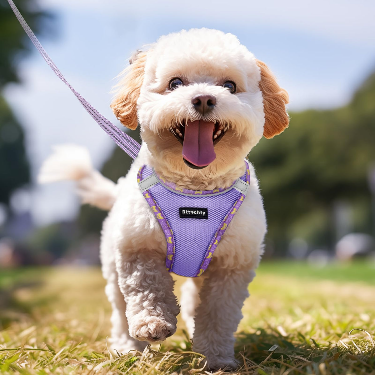 Rttochfy Small Dog Harness, Soft and Reflective Puppy Harness, Dog Harness and Leash Set for Small Size Dogs Training, Walking (Blue M)