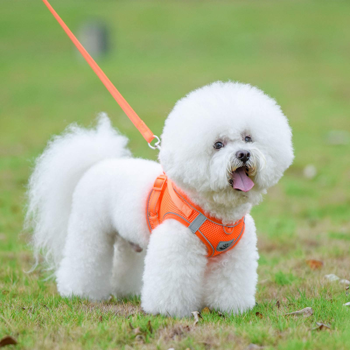 Dog Harness and Leash Set for Walking, Escape Proof Vest Harness with Soft Mesh, Adjustable Strap, Reflective Strips for Kitten Cats and Puppy Dogs
