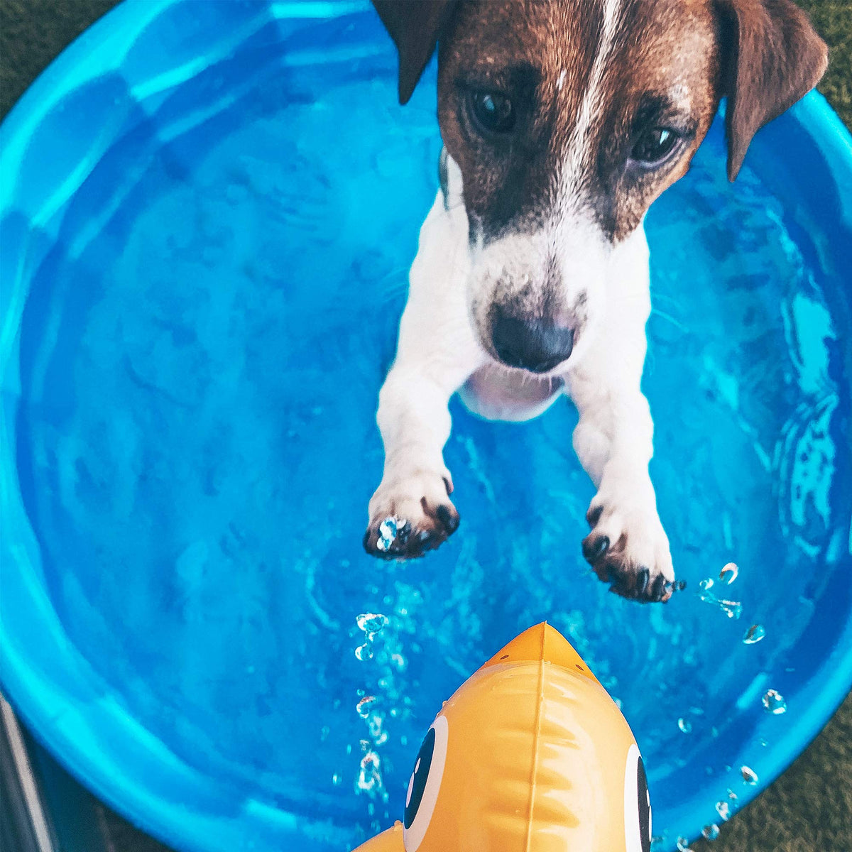ASPCA Foldable Dog Pet Bath Pool Collapsible Pool Bathing Tub for Dogs & Cats