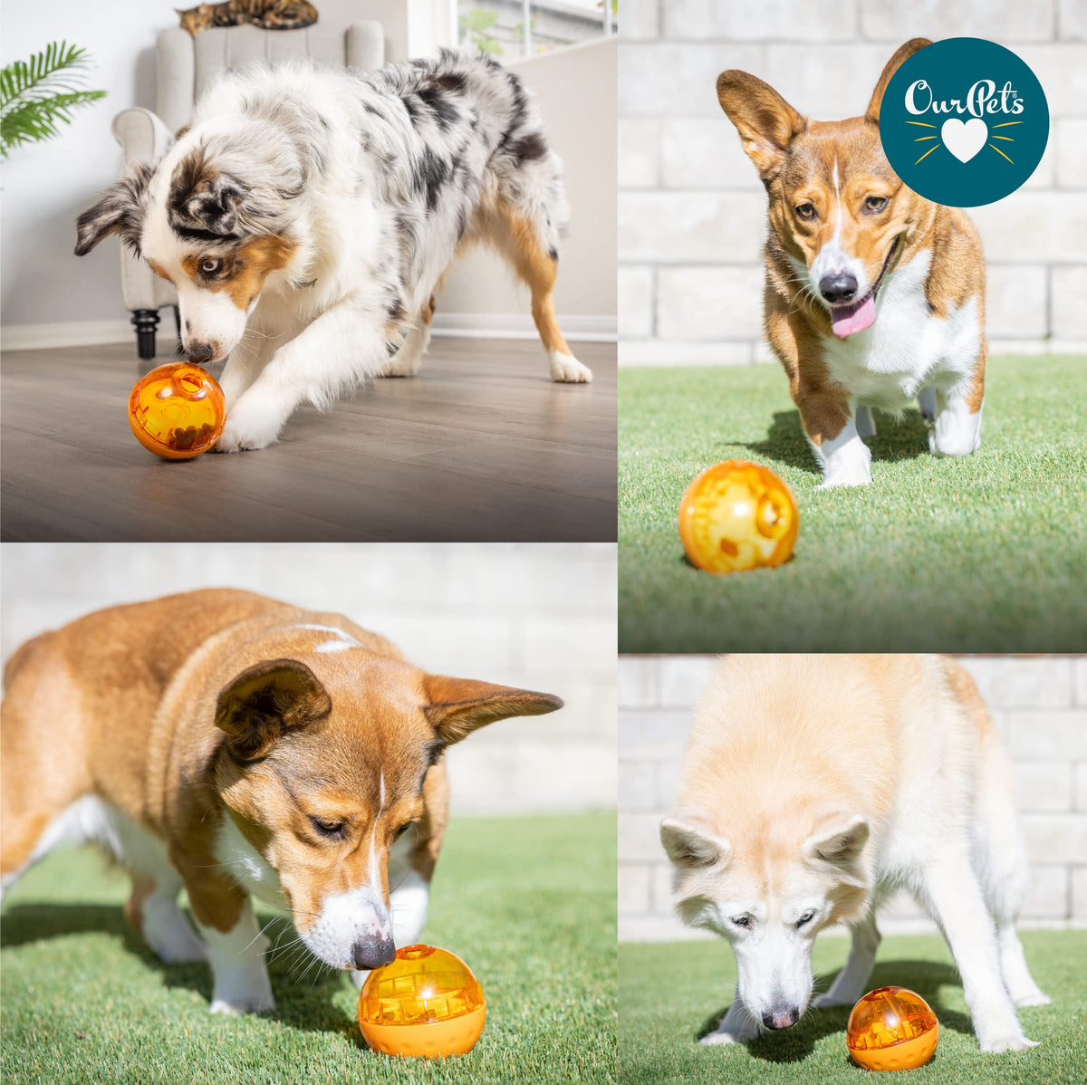 OurPet's IQ Treat Ball Interactive Food Dispensing Dog Toy , Assorted Colors