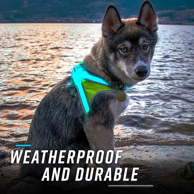 Noxgear LightHound (Medium) + Wrist Light – Illuminated and Reflective Harness for Dogs Including Multicolored LED Fiber Optics (USB Rechargeable, Adjustable, Lightweight, Rainproof)